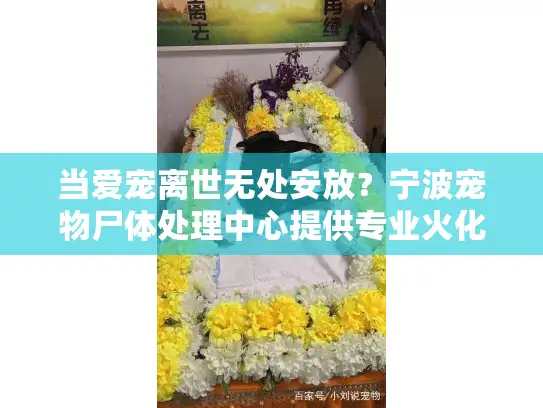 当爱宠离世无处安放?宁波宠物尸体处理中心提供专业火化殡葬服务 当爱宠离世无处安放?宁波宠物尸体处理中心提供专业火化殡葬服务