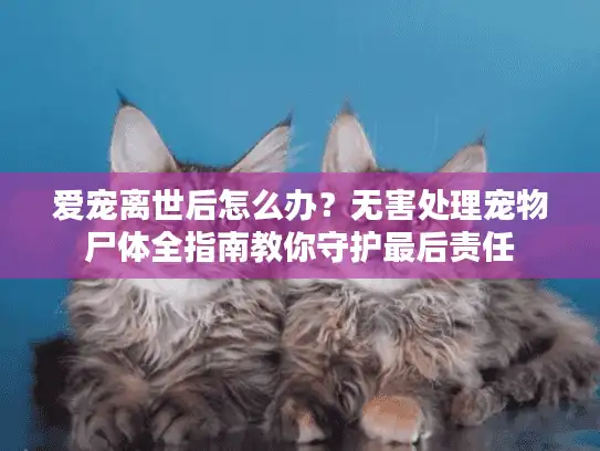 爱宠离世后怎么办？无害处理宠物尸体全指南教你守护最后责任