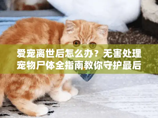 爱宠离世后怎么办？无害处理宠物尸体全指南教你守护最后责任