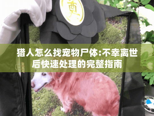 猎人怎么找宠物尸体:不幸离世后快速处理的完整指南 猎人怎么找宠物尸体:不幸离世后快速处理的完整指南