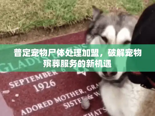 普定宠物尸体处理加盟,破解宠物殡葬服务的新机遇 普定宠物尸体处理加盟,破解宠物殡葬服务的新机遇