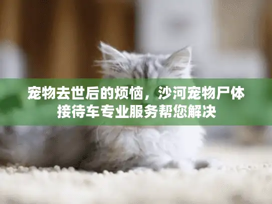 宠物去世后的烦恼，沙河宠物尸体接待车专业服务帮您解决
