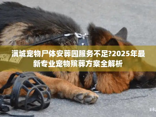 满城宠物尸体安葬园服务不足?2025年最新专业宠物殡葬方案全解析