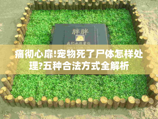 痛彻心扉!宠物死了尸体怎样处理?五种合法方式全解析 痛彻心扉!宠物死了尸体怎样处理?五种合法方式全解析