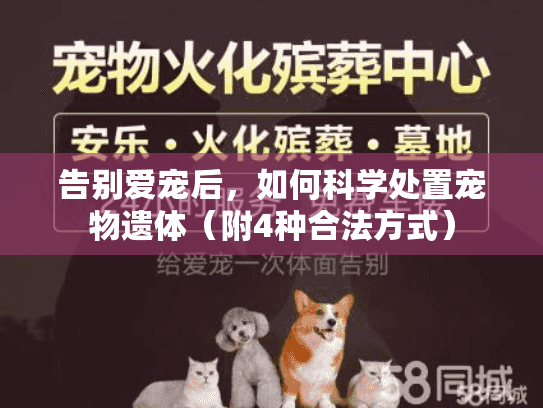 告别爱宠后，如何科学处置宠物遗体（附4种合法方式）