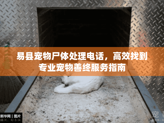 易县宠物尸体处理电话，高效找到专业宠物善终服务指南