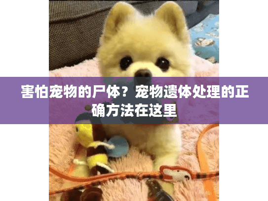 害怕宠物的尸体？宠物遗体处理的正确方法在这里