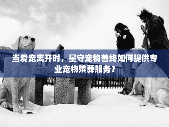 当爱宠离开时，星守宠物善终如何提供专业宠物殡葬服务？