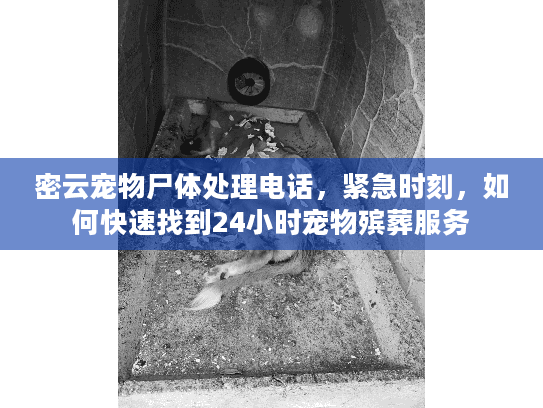 密云宠物尸体处理电话，紧急时刻，如何快速找到24小时宠物殡葬服务