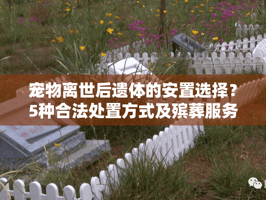 宠物离世后遗体的安置选择?5种合法处置方式及殡葬服务指南 宠物离世后遗体的安置选择?5种合法处置方式及殡葬服务指南