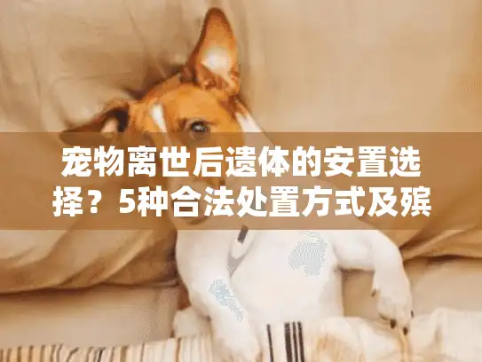 宠物离世后遗体的安置选择?5种合法处置方式及殡葬服务指南 宠物离世后遗体的安置选择?5种合法处置方式及殡葬服务指南
