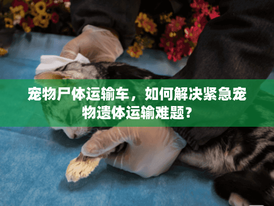 宠物尸体运输车,如何解决紧急宠物遗体运输难题? 宠物尸体运输车,如何解决紧急宠物遗体运输难题?