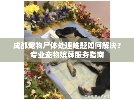 成都宠物尸体处理难题如何解决？专业宠物殡葬服务指南