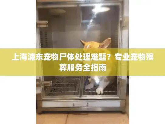上海浦东宠物尸体处理难题?专业宠物殡葬服务全指南 上海浦东宠物尸体处理难题?专业宠物殡葬服务全指南