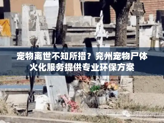 宠物离世不知所措？兖州宠物尸体火化服务提供专业环保方案