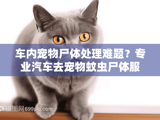 车内宠物尸体处理难题？专业汽车去宠物蚊虫尸体服务助您安心解脱