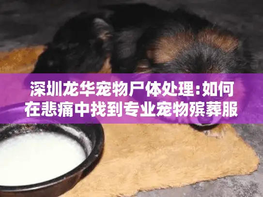 深圳龙华宠物尸体处理:如何在悲痛中找到专业宠物殡葬服务? 深圳龙华宠物尸体处理:如何在悲痛中找到专业宠物殡葬服务?