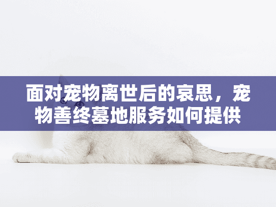 面对宠物离世后的哀思，宠物善终墓地服务如何提供专业关怀？