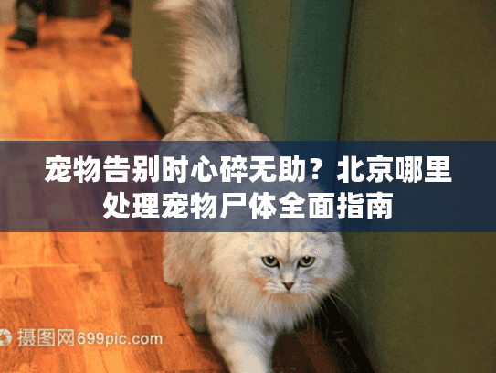 宠物告别时心碎无助?北京哪里处理宠物尸体全面指南 宠物告别时心碎无助?北京哪里处理宠物尸体全面指南