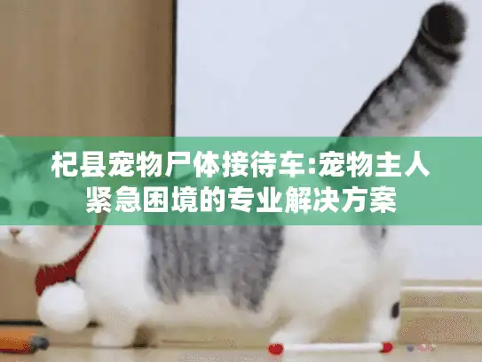 杞县宠物尸体接待车:宠物主人紧急困境的专业解决方案