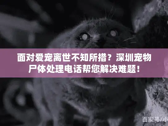面对爱宠离世不知所措？深圳宠物尸体处理电话帮您解决难题！
