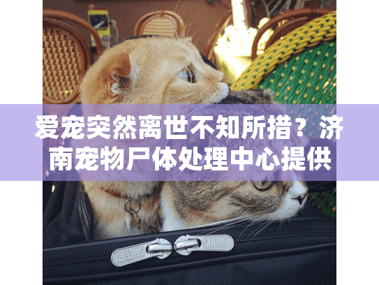 爱宠突然离世不知所措？济南宠物尸体处理中心提供专业火化服务