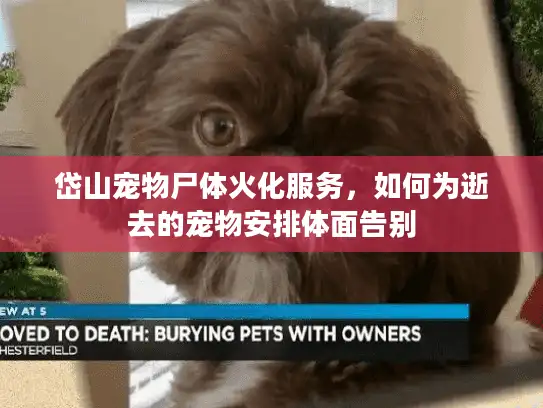 岱山宠物尸体火化服务，如何为逝去的宠物安排体面告别