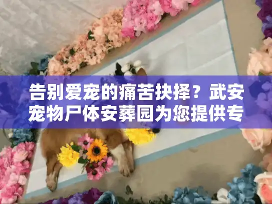 告别爱宠的痛苦抉择？武安宠物尸体安葬园为您提供专业服务