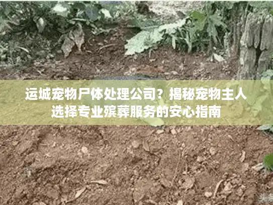 运城宠物尸体处理公司？揭秘宠物主人选择专业殡葬服务的安心指南