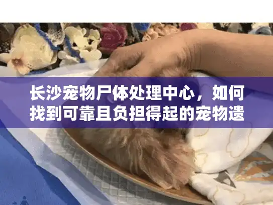 长沙宠物尸体处理中心,如何找到可靠且负担得起的宠物遗体处理服务? 长沙宠物尸体处理中心,如何找到可靠且负担得起的宠物遗体处理服务?