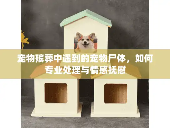 宠物殡葬中遇到的宠物尸体，如何专业处理与情感抚慰