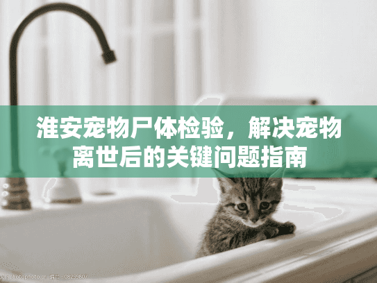 淮安宠物尸体检验，解决宠物离世后的关键问题指南