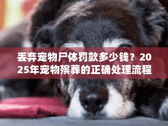 丢弃宠物尸体罚款多少钱？2025年宠物殡葬的正确处理流程