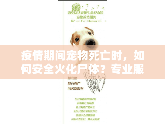 疫情期间宠物死亡时，如何安全火化尸体？专业服务指南