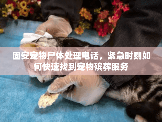固安宠物尸体处理电话,紧急时刻如何快速找到宠物殡葬服务 固安宠物尸体处理电话,紧急时刻如何快速找到宠物殡葬服务