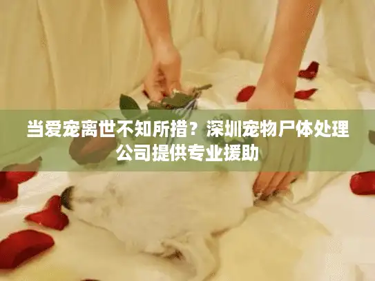 当爱宠离世不知所措？深圳宠物尸体处理公司提供专业援助