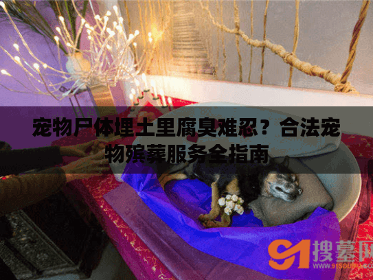 宠物尸体埋土里腐臭难忍？合法宠物殡葬服务全指南