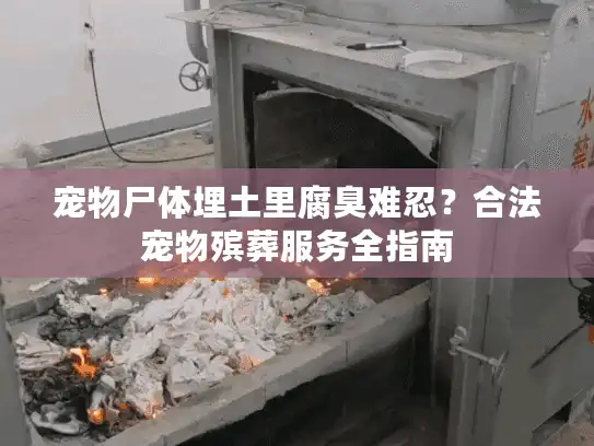宠物尸体埋土里腐臭难忍？合法宠物殡葬服务全指南