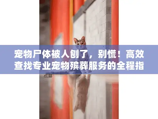 宠物尸体被人刨了，别慌！高效查找专业宠物殡葬服务的全程指南