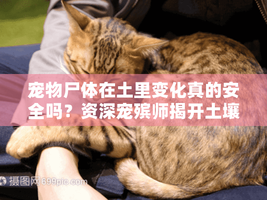 宠物尸体在土里变化真的安全吗？资深宠殡师揭开土壤埋葬的5大隐患