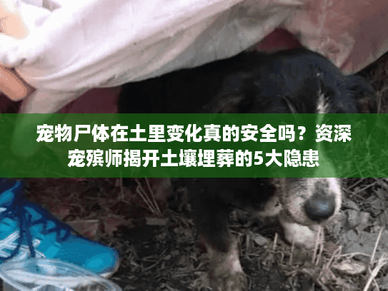 宠物尸体在土里变化真的安全吗？资深宠殡师揭开土壤埋葬的5大隐患