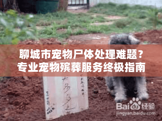 聊城市宠物尸体处理难题？专业宠物殡葬服务终极指南
