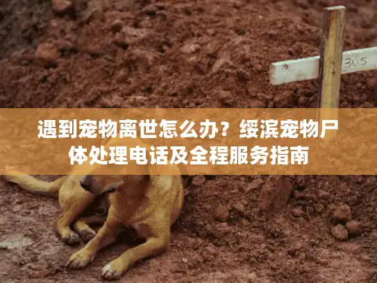 遇到宠物离世怎么办?绥滨宠物尸体处理电话及全程服务指南 遇到宠物离世怎么办?绥滨宠物尸体处理电话及全程服务指南