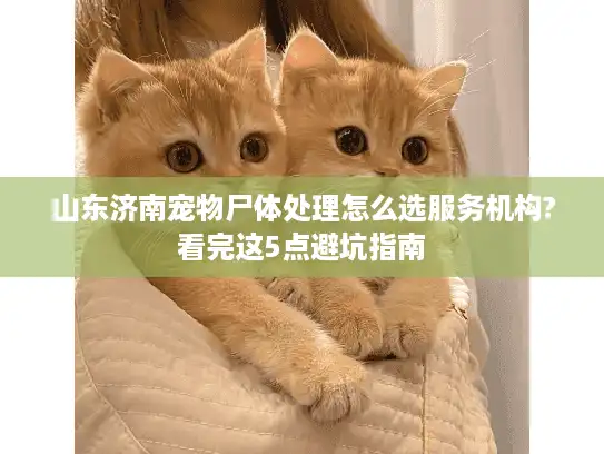 山东济南宠物尸体处理怎么选服务机构?看完这5点避坑指南