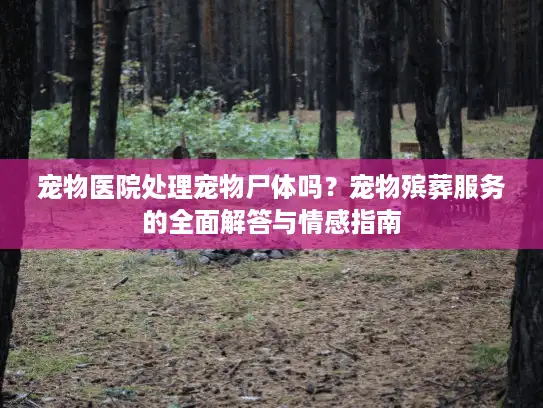 宠物医院处理宠物尸体吗？宠物殡葬服务的全面解答与情感指南