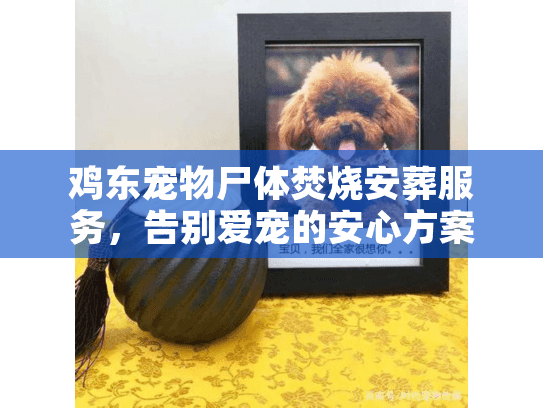 鸡东宠物尸体焚烧安葬服务，告别爱宠的安心方案