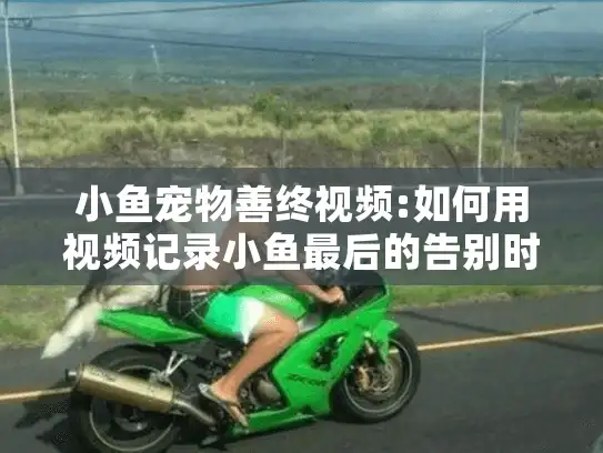 小鱼宠物善终视频:如何用视频记录小鱼最后的告别时刻?