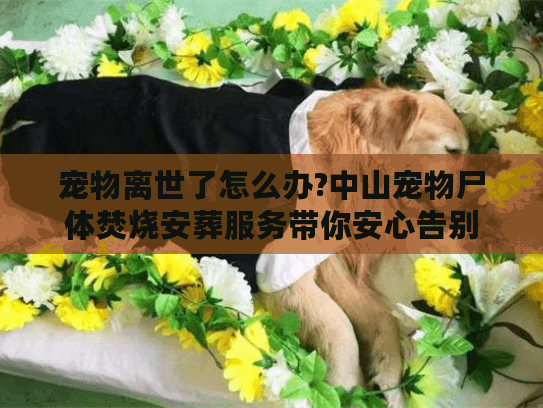 宠物离世了怎么办?中山宠物尸体焚烧安葬服务带你安心告别