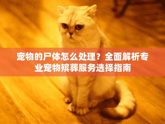 宠物的尸体怎么处理？全面解析专业宠物殡葬服务选择指南