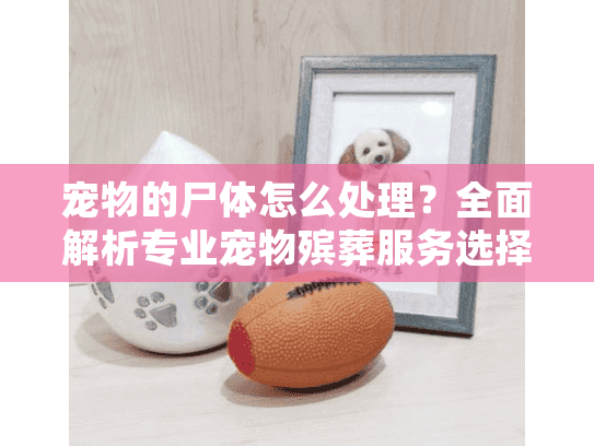 宠物的尸体怎么处理？全面解析专业宠物殡葬服务选择指南